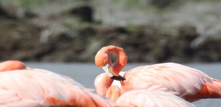 day-four-itinerary-a-elite-flamingo-moreno-point